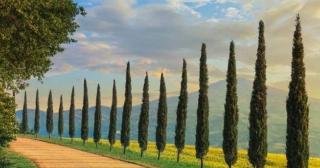 L'ora della morte dans Fede, morale e teologia Sole-sui-cipressi