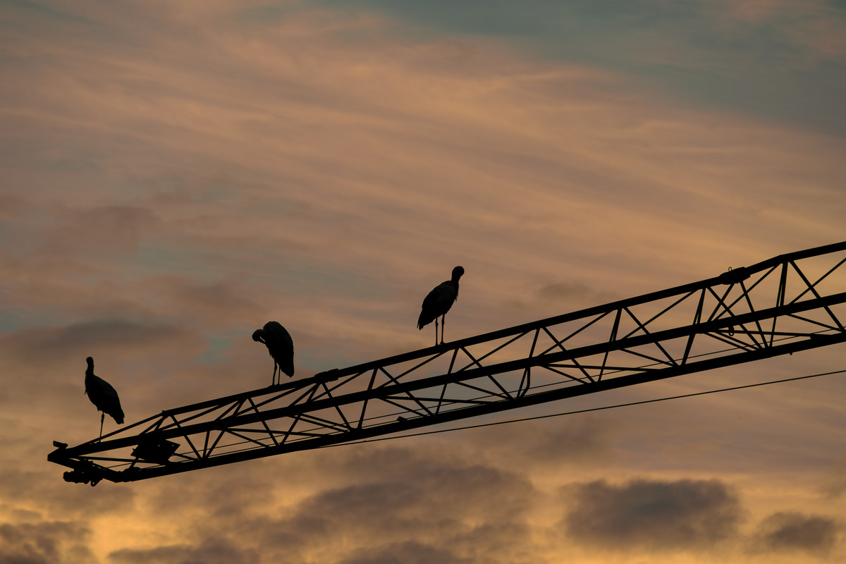 DSCF8673-Verbessert-RR