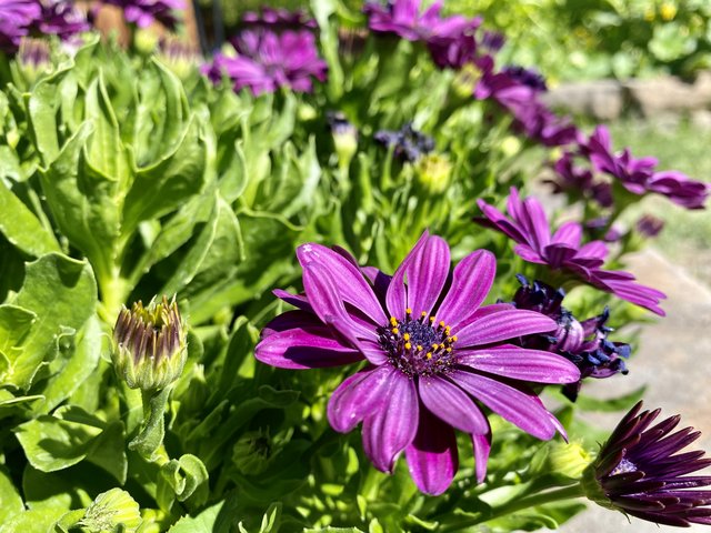 [Image: 8-E1-F941-D-8093-4-E9-A-B83-B-B9-F315296-AD4.jpg]