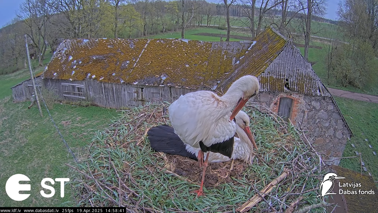 (35) Baltie stārķi (Ciconia ciconia) Tukuma novadā __ White storks in Tukums, Latvia - YouTube - 890