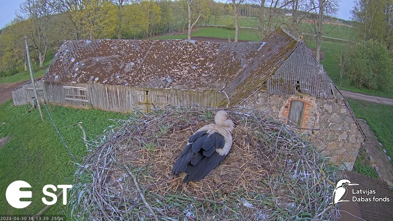 Baltie stārķi (Ciconia ciconia) Tukuma novadā - LDF tiešraide __ White storks in Tukums, Latvia 10-4