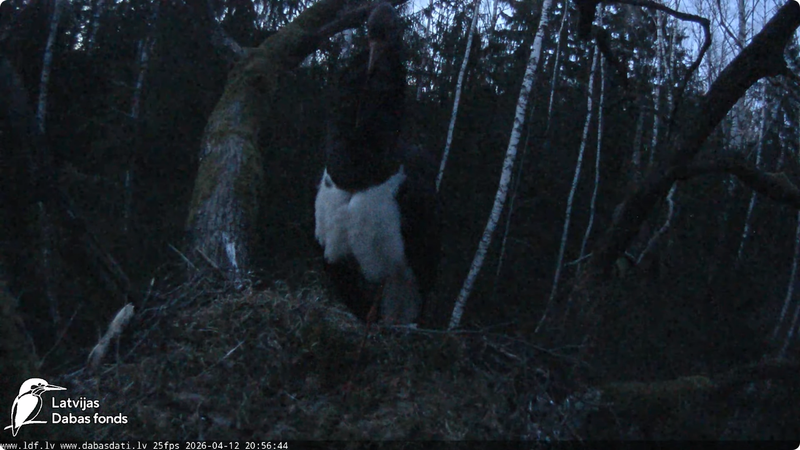 Screenshot 2026 04 12 at 19 59 45 LDF Melnais stārķis (Ciconia nigra) Ogres novadā You Tube