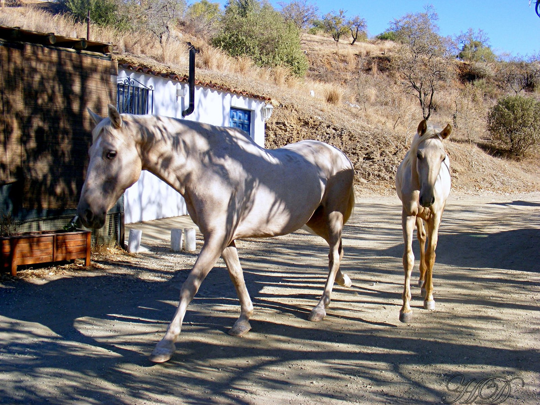 wild-horses-donnas-HD.jpg