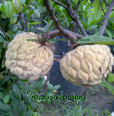 s kuning (2)