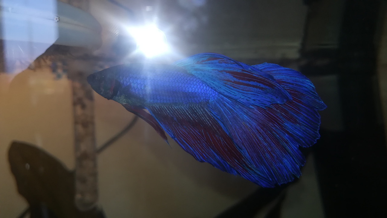 IMG_20200411_151737 (1)