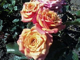IMG1663-01
