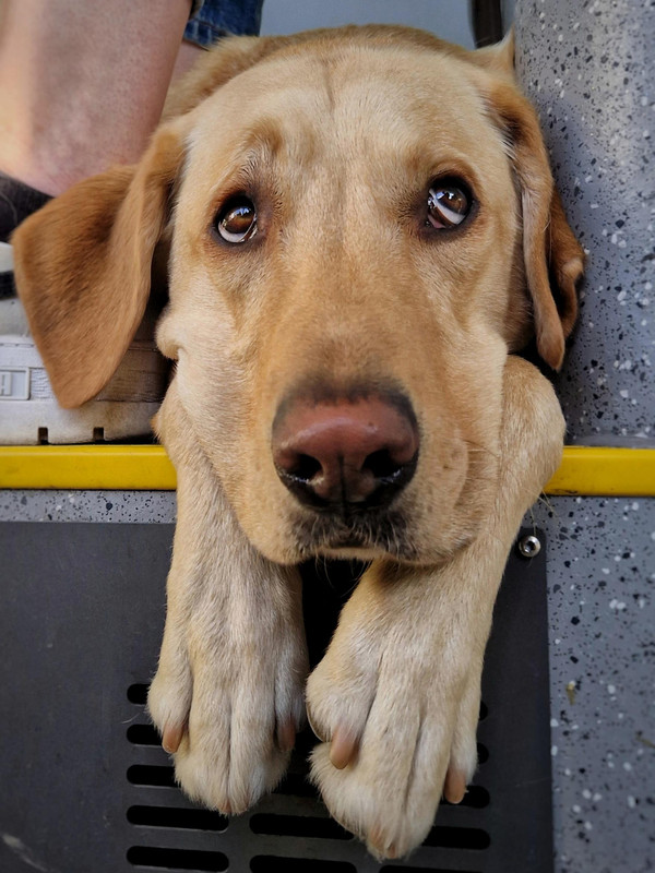 Dog-09b513471c7c013f0b597c035d454a24-8c17eef2-2048.jpg