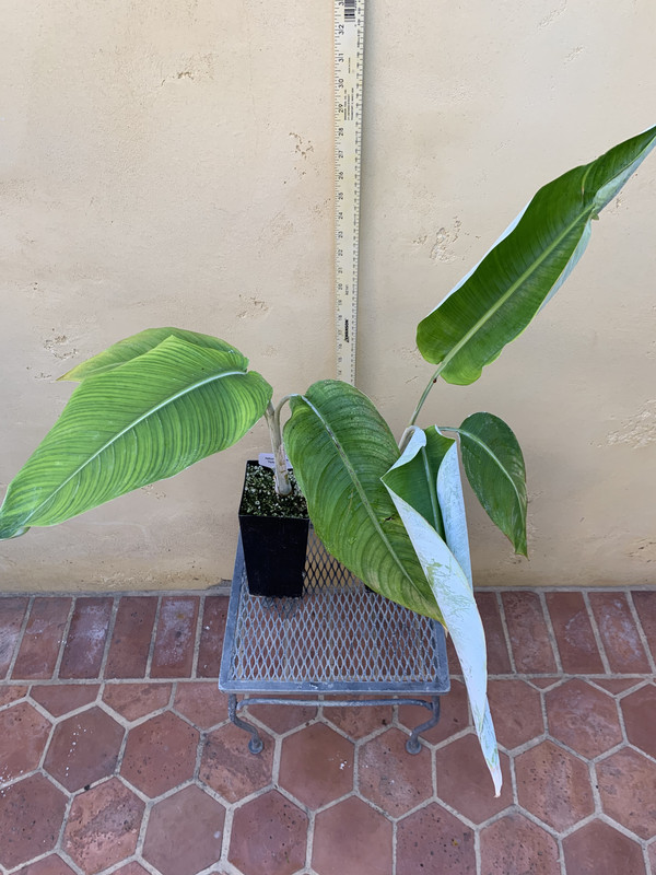 71983EBA-1AD6-49B8-B399-2F2B63570828