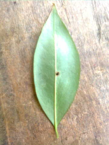 nairem leep back side
