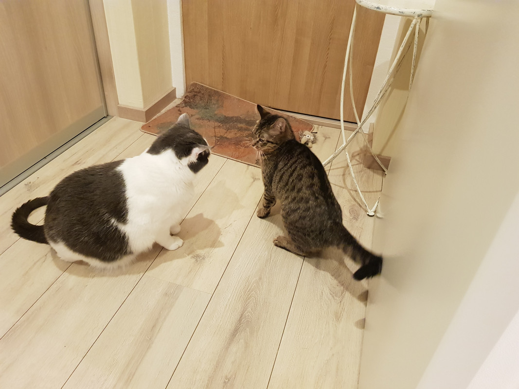 20190307-061519.jpg