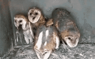 owl-eat.gif