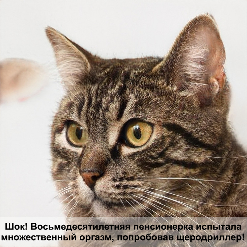 залысины у абиссинской кошки