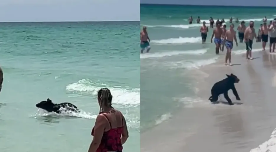Oso se refresca del calor en una playa de Florida y se hace viral