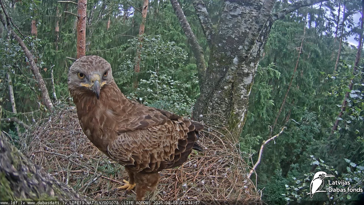 attēls_2025-08-08_075612126