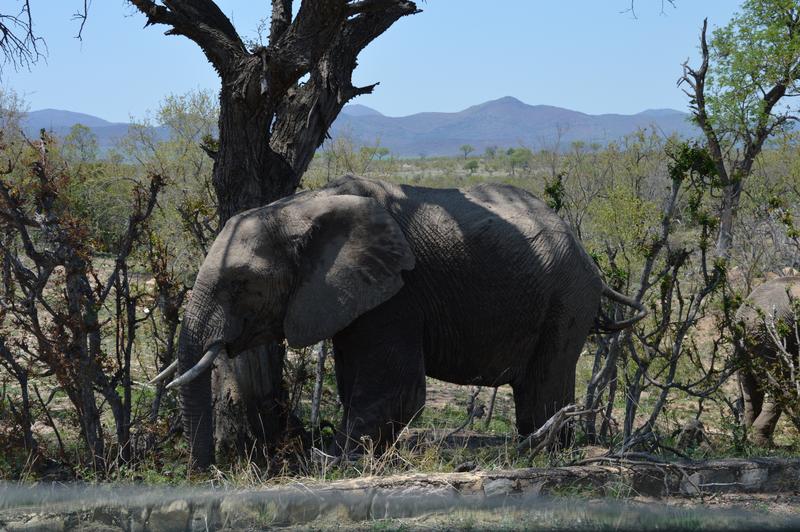 DÍA 7: KRUGER (Berg-en-Dal) - Sudáfrica y Seychelles 2018 - Una Honeymoon llena de vida (4)