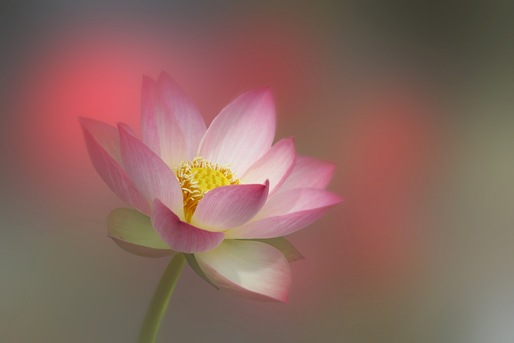 Photo Of the Week