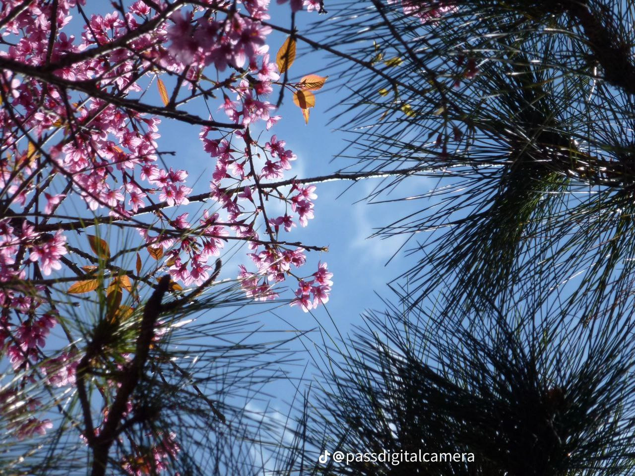 photo 17 2025 12 12 15 26 37