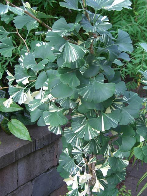 3b90a64ba4212bc9d9fa4628b6912398--maidenhair-tree-ginkgo-biloba