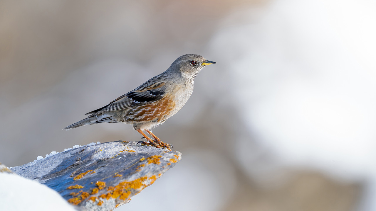 Alpenheggenmus, Gemmi Pas, 12-03-2026
