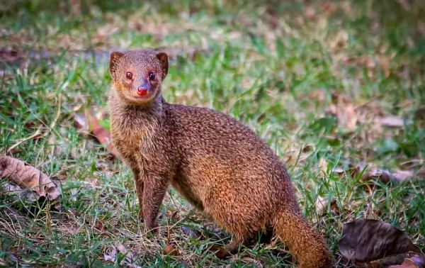 [Image: mongoose-facts-13104-1-1656179284.webp]