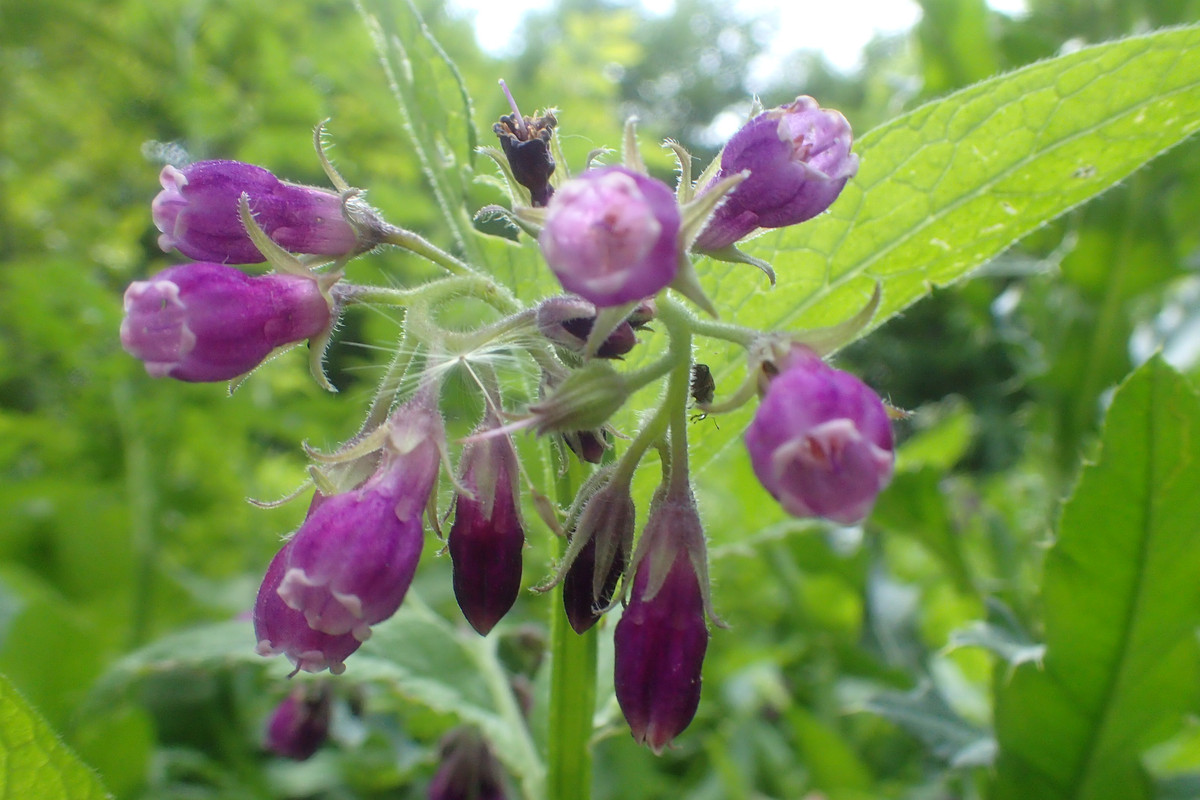 2019_0609G_STRAŻOWSKIE0023