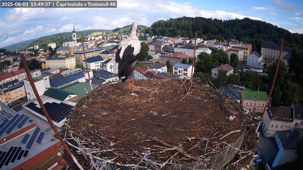 Tiešraide no stārķa ligzdas uz alus darītavas skursteņa Trutnovā 11-20-34 screenshot