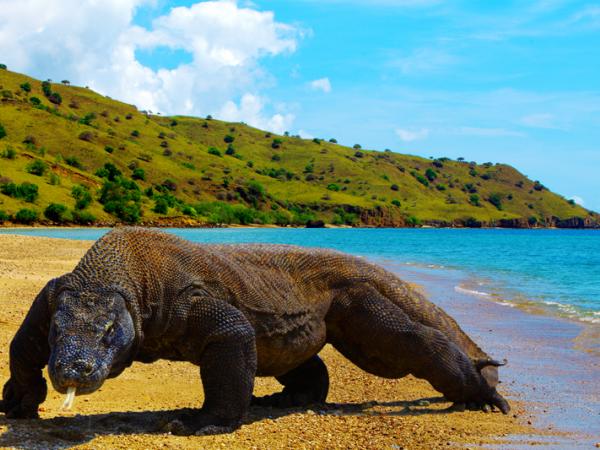 Lihat Komodo di pulau itu kena bayar RM4,000