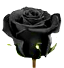 [Image: BRose.png]