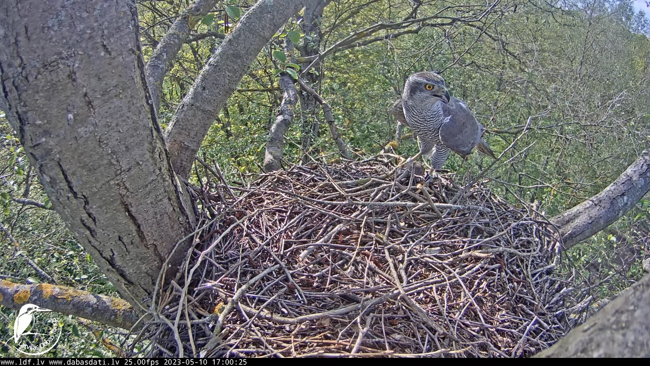 Vistu vanags (Accipiter gentilis) Rīgā - LDF tiešraide __ Goshawks, Riga, Latvia 11-21-55 screenshot