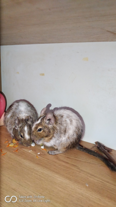 Лали  и  Лола