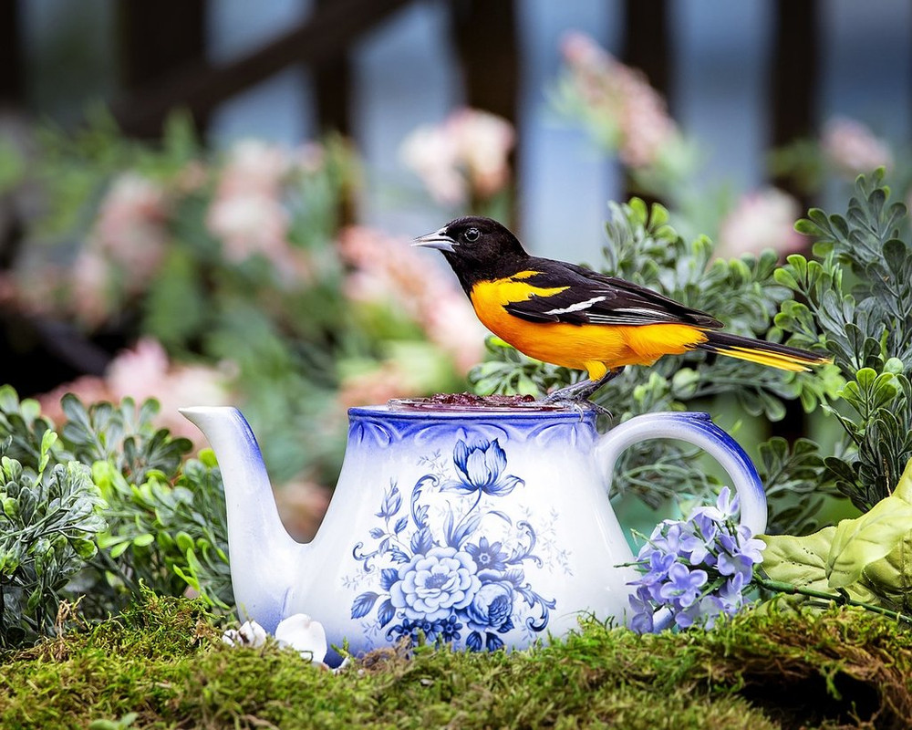 teapot-bird-7487441-1280.jpg