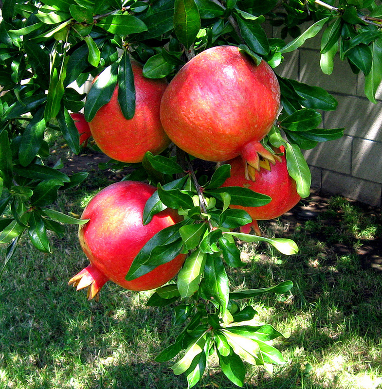 pom-ripe-small.jpg