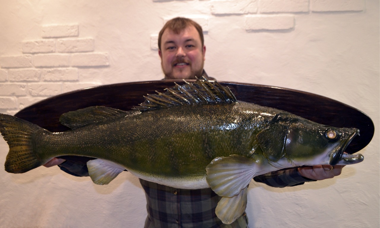 Судак 17 кг (2)
