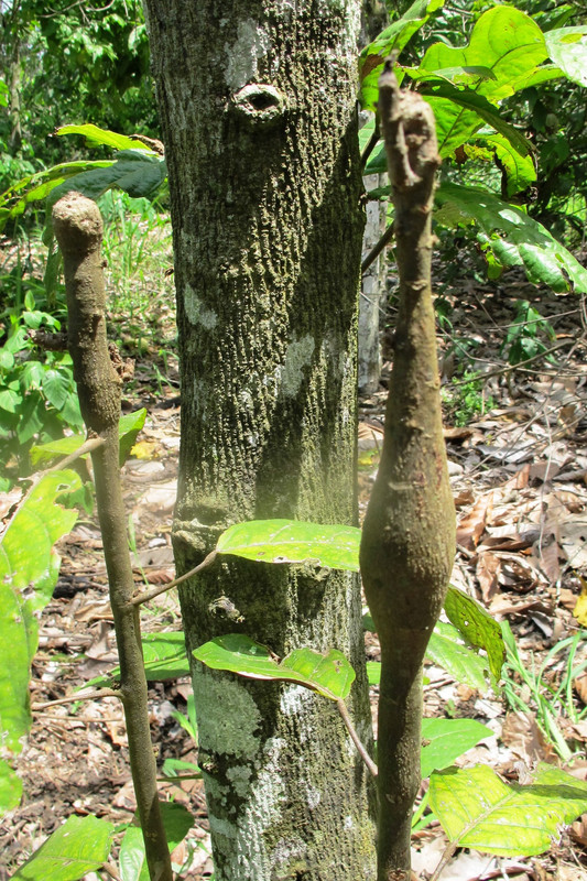 lutter contre le virus du cocoa swollen shoot ccsv
