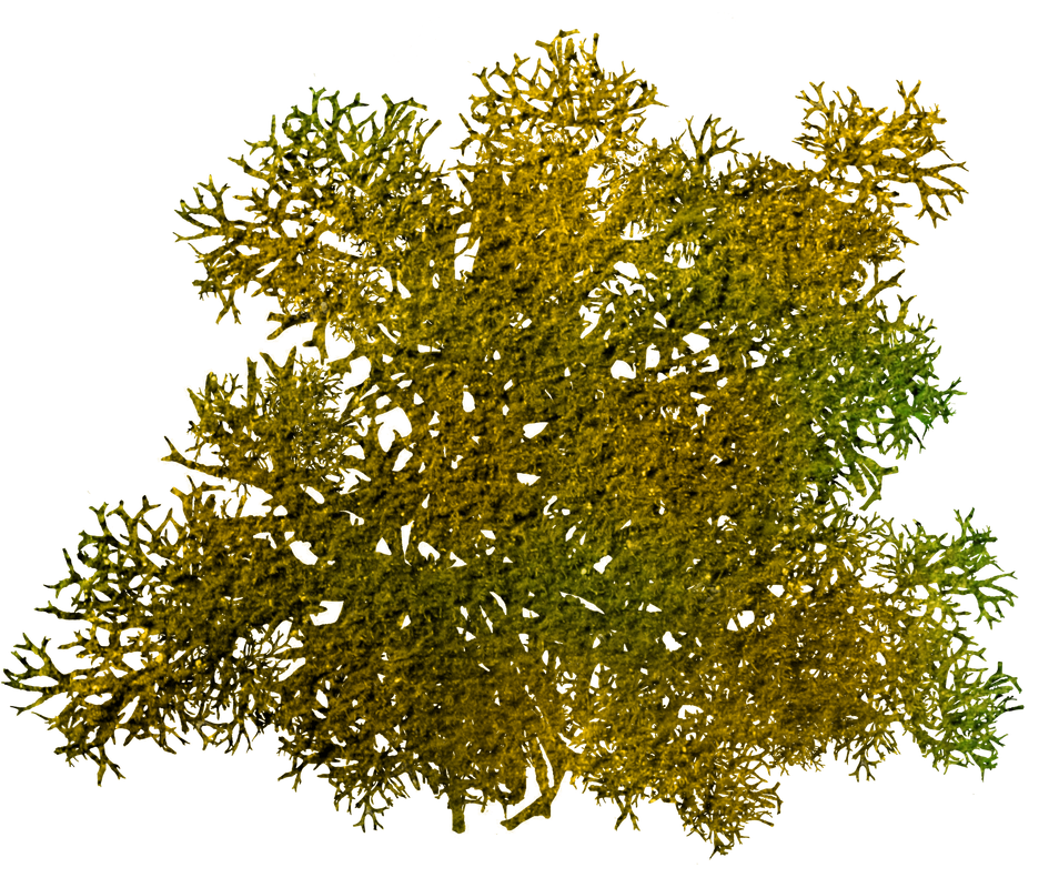 e40_ks