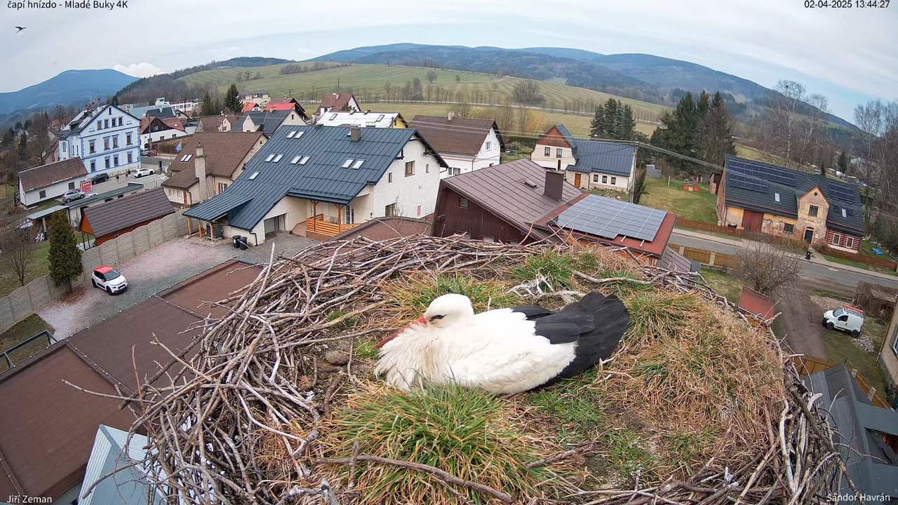Živá kamera - Mladé Buky - čapí hnízdo 4K 14-14-2 screenshot (1)