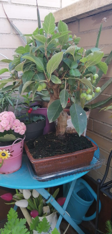 malus