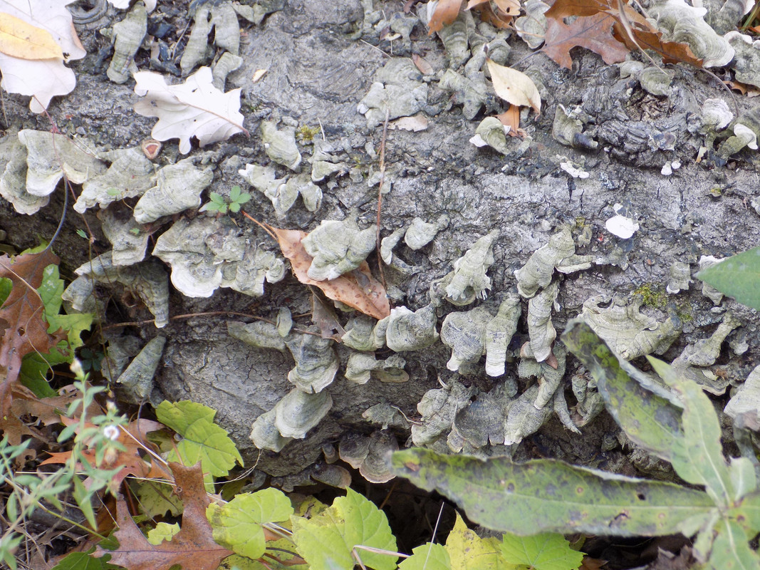 Greyish-green irregularly-shaped toothed mushrooms on a gnarly log nestled in fallen leaves.