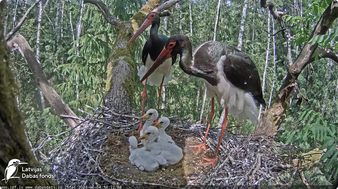 Screenshot 2024-06-04 at 18-04-23 (3) Melnais stārķis (Ciconia nigra) Ogres novadā - LDF tiešraide -