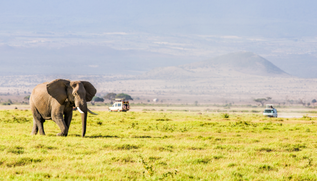 Return to Nairobi after Kenya safari