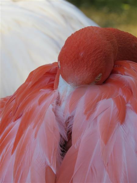Birds-of-Eden-holiday-253-Custom.jpg