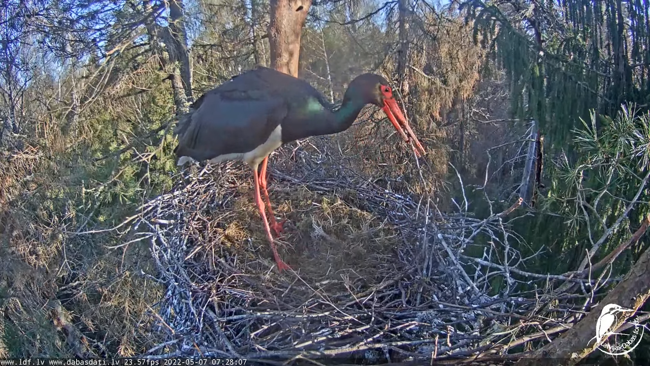 Melnais stārķis (Ciconia nigra) Siguldas novadā - LDF tiešraide 5-58-47 screenshot