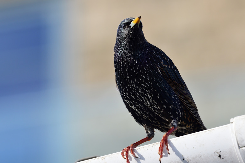 Bird Out of Your House