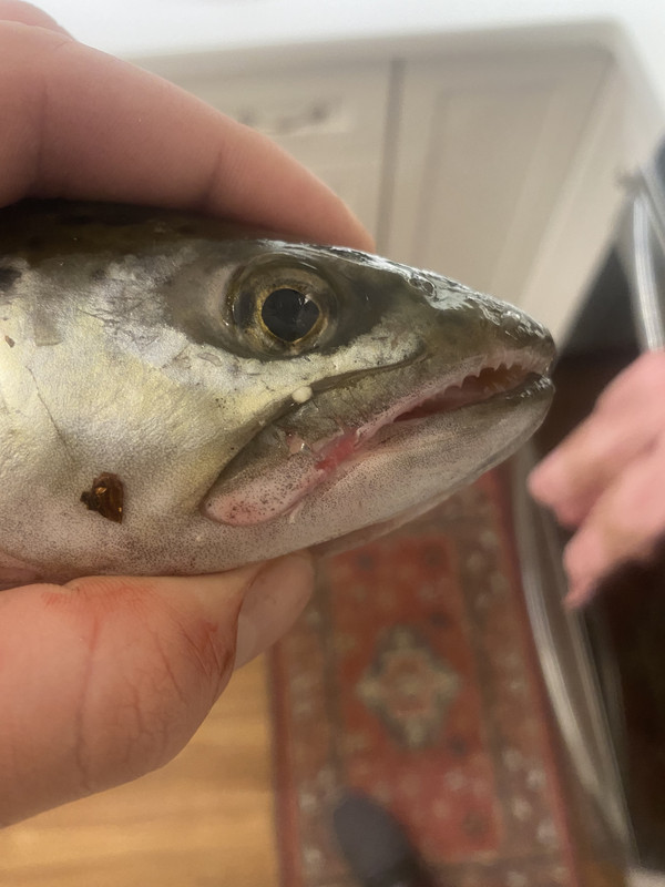 94B0A529-7AA6-4188-9C64-738ADB7D1FB3