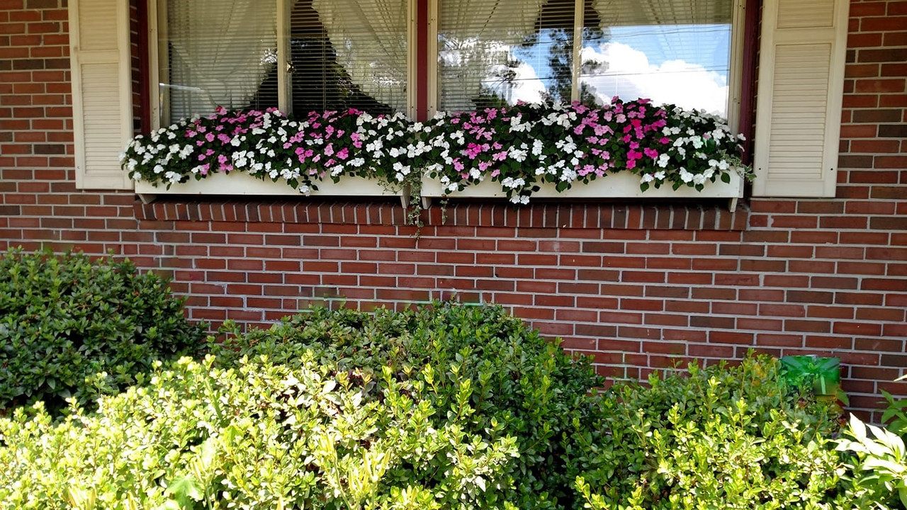 105979077_3023487181081720_9129115493229130905_o (2)Flowers in bloom