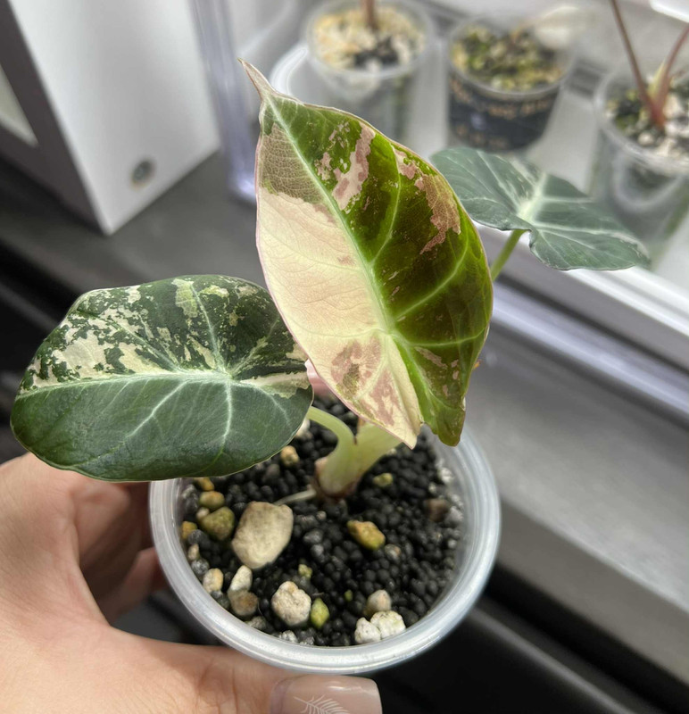 Alocasia Black Velvet Albo Pink Variegated 5months