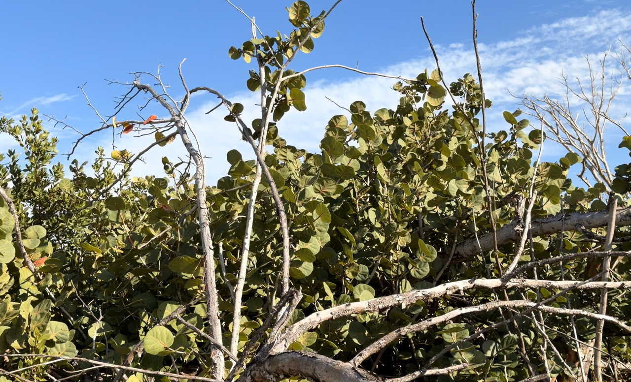 [Image: Sanibel-Light-House19.png]
