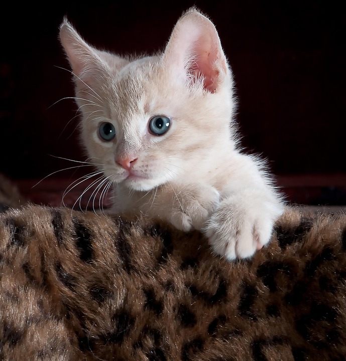 kitty-551553-960-720.jpg