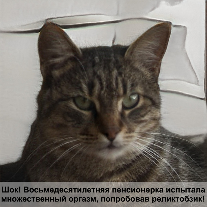 вислоухая кошка лезет шерсть