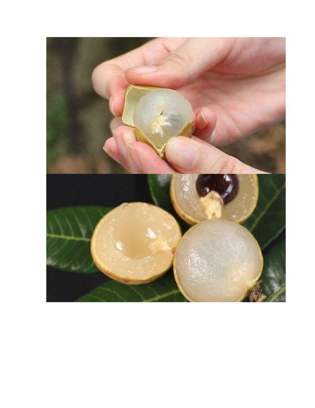 Hybrid_Longan(pdf)_Page_4